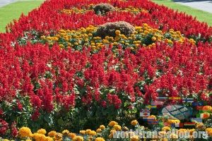 floristics flowerbed