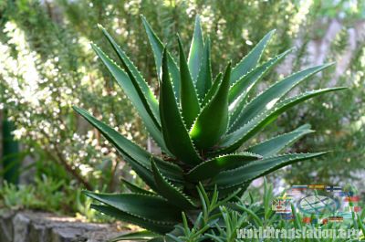 Aloe