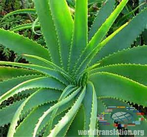  (Aloe)