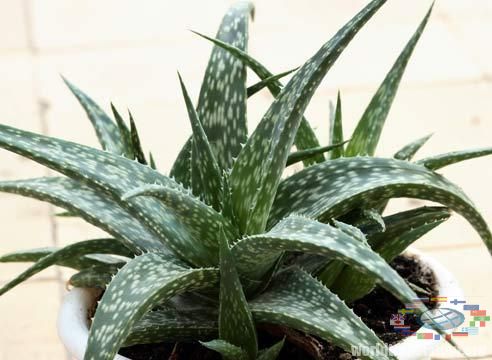  (Aloe)