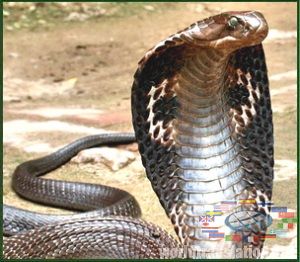 King Cobra