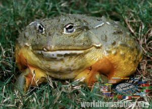 Goliath frog