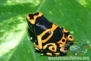 spotted dart frog