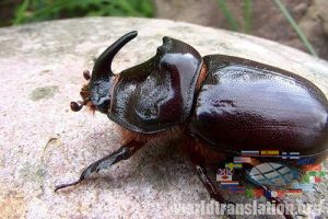 Ussuri longhorn beetle