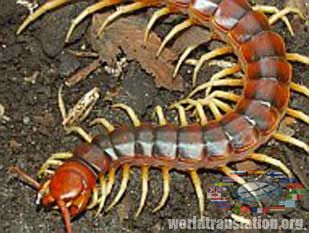 Scolopendra gigantea