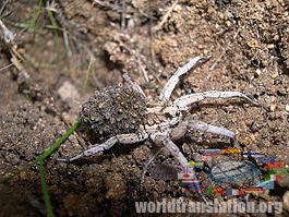 apulia tarantula