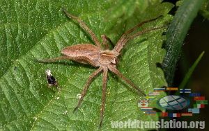 Brazilian wandering spider