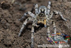 South Russian tarantula