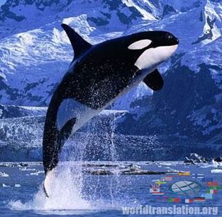 Killer whale