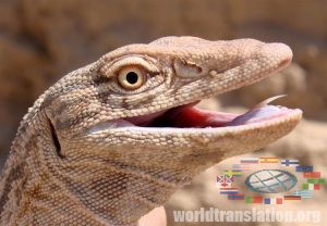 Australian short-tailed lizard