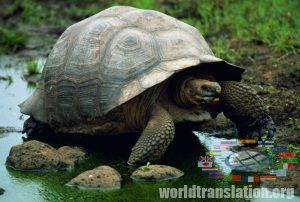 Galápagos tortoise