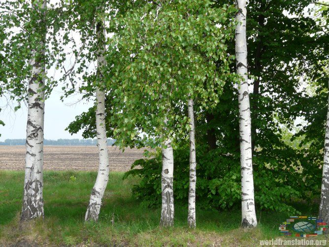 birch