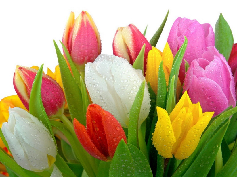 цветы на 8 марта