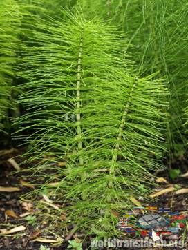 equisetum