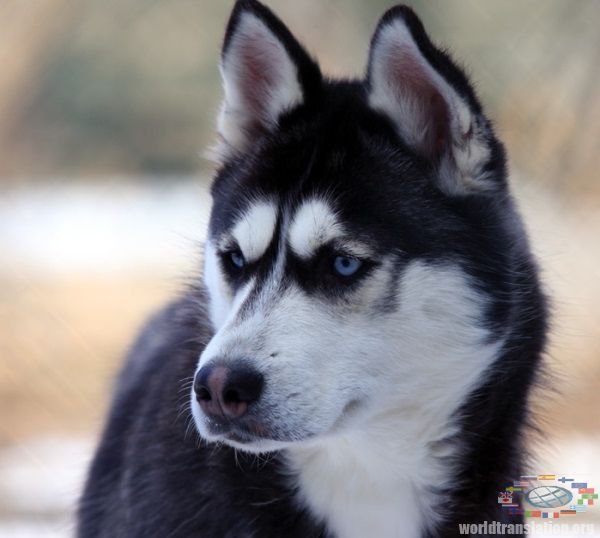 husky dog