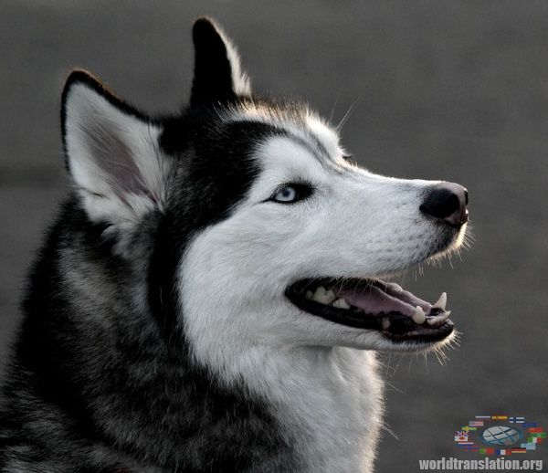 husky dog