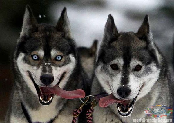 husky dogs