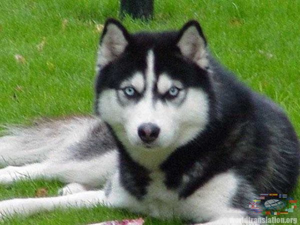 Siberian Husky