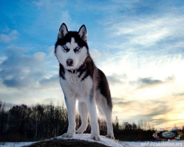 husky