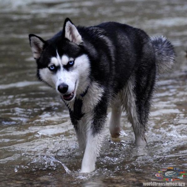 Siberian Husky