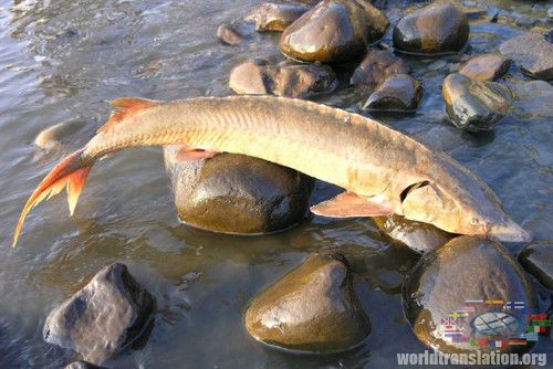 The Lena River fish