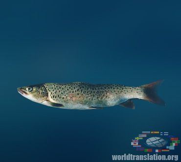 The Lena River fish lenok