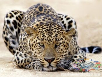 Leopard Panthera pardus