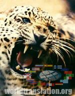 Leopard Panthera pardus, leopard cannibal