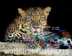 Leopard Panthera pardus