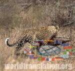 Leopard Panthera pardus hunting