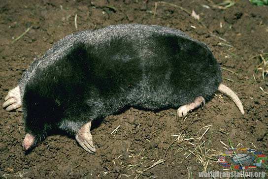 mole