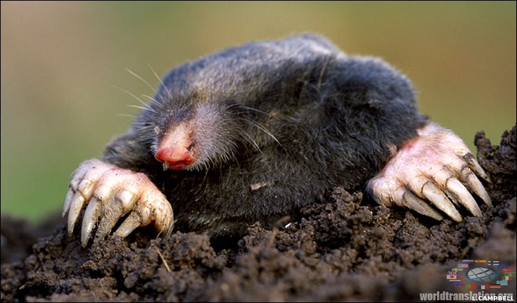 mole