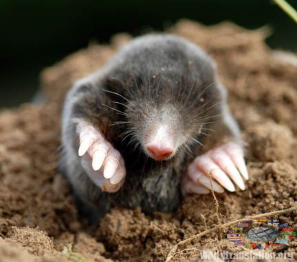 Mole On Nose