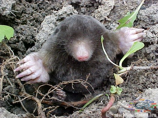 mole