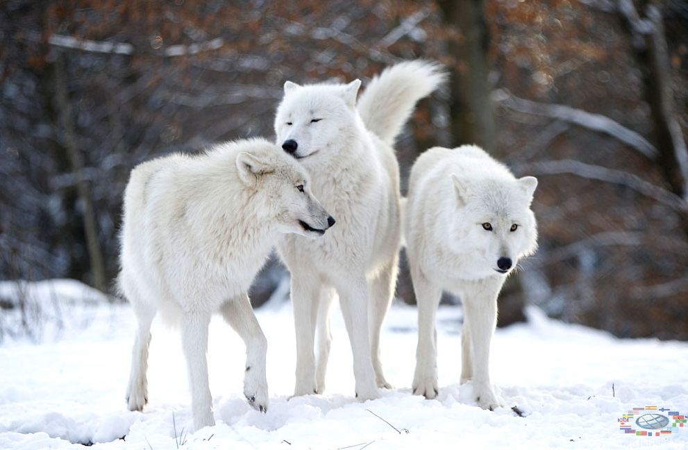 arctic wolf diet