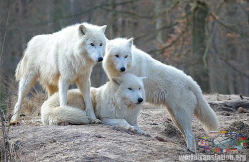 flock of polar wolves