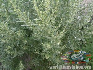 wormwood