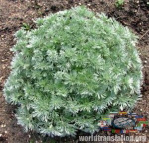 Pontic sagebrush