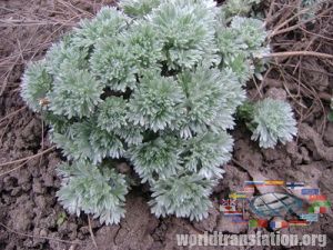 sagebrush Schmidt Nana