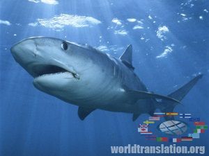 tiger shark