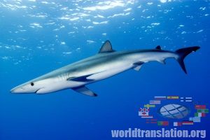 blue shark