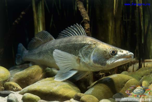 Lena river fish Sudak