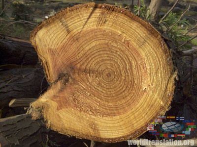 rings on a tree trunk