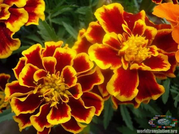 Tagetes