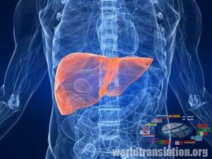 artificial liver