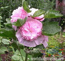 pink mallow