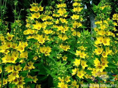 dotted loosestrife