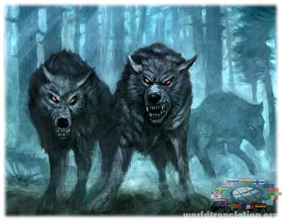 a pack of wolves