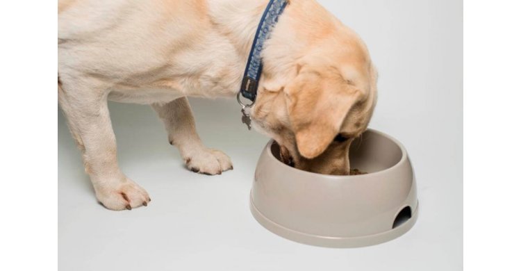 ���� ��� �����