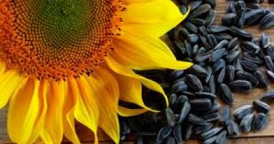 Як правильно вибрати насіння соняшника?